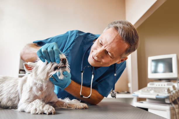 Best After-Hours Emergency Dentist in Perham, MN